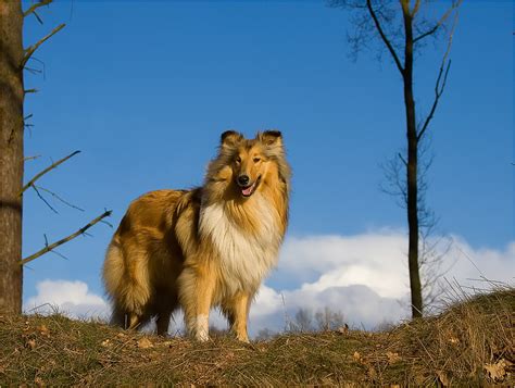 Lassie Come Home Reload Collie Foto And Bild Tiere Haustiere Hunde