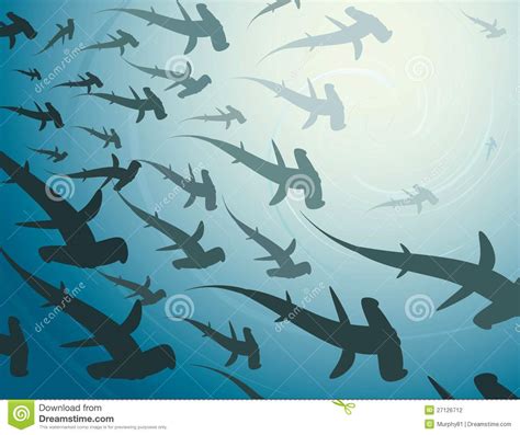 School Of Hammerhead Sharks Stock Photography Image