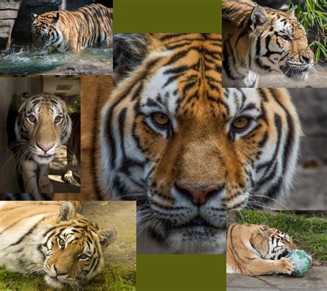 Oz Amur Tiger Collage By Austinsptd1996 On Deviantart