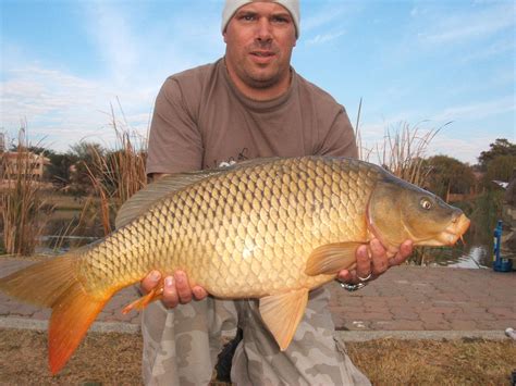South African Common Carp Photographs And Pictures