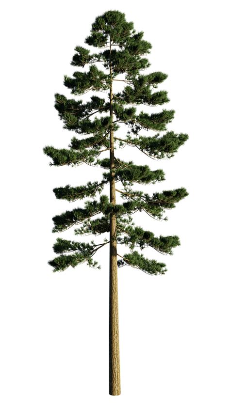 Pine Realistic Tree Png Clip Art Best Web Clipart
