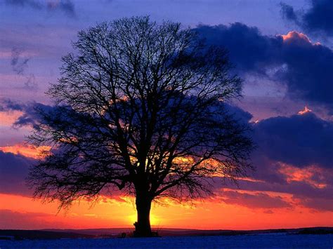 Wallpaper Other Nature Lone Tree At Sunset