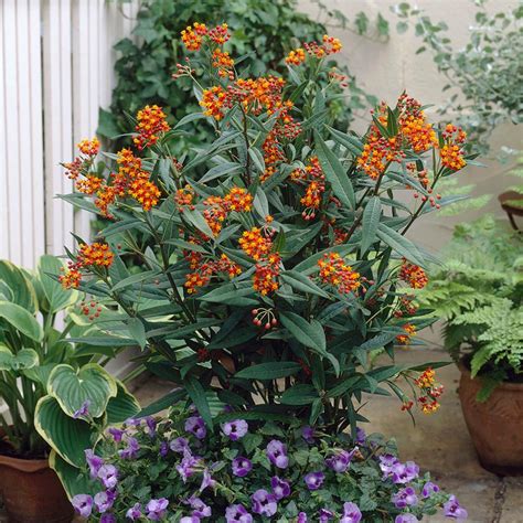 Van Zyverden Support The Monarchs Asclepias Gay Butterfly
