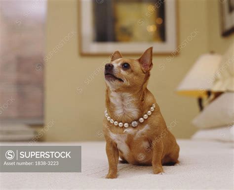 Fancy Dog With Pearl Necklace Superstock