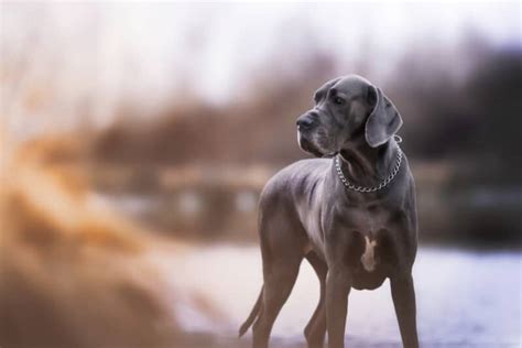 20 Best Grey Dog Breeds Large Medium And Small Breeds