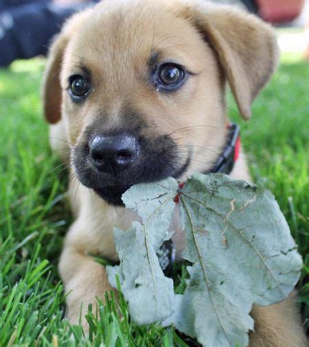 A purebred german shepherd and a labradoodle. German Shepherd Lab Mix! What a cutie!! This is what I'm ...