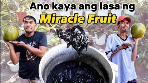 Himalang Prutasmiracle Fruithow To Make Miracle Fruit Juice Youtube