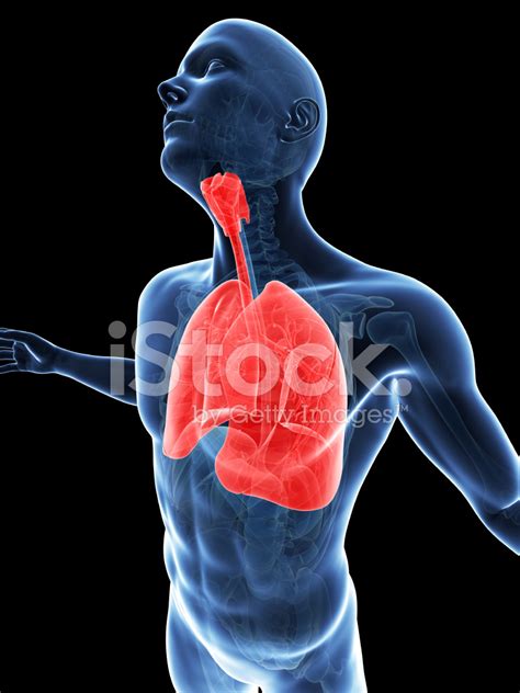 Human Lung Stock Photo Royalty Free Freeimages