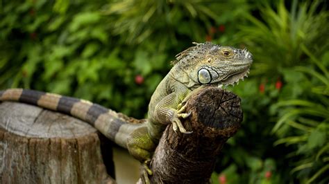 Download Wallpaper 1366x768 Iguana Chameleon Lizard Reptile Tablet