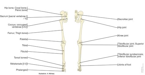 Bones Of Lower Limb Laminated Anatomy Chart Br