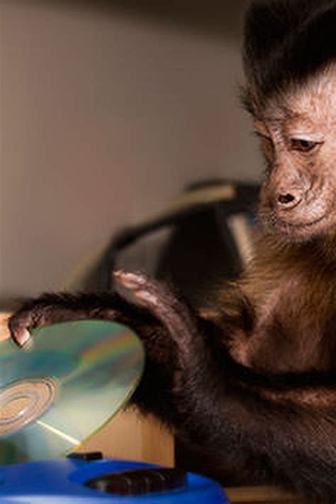 Are Capuchin Monkeys Dangerous