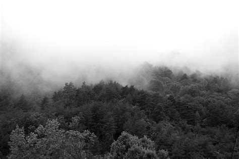 Landscape Of Forest In Mystical Fog Free Image Download