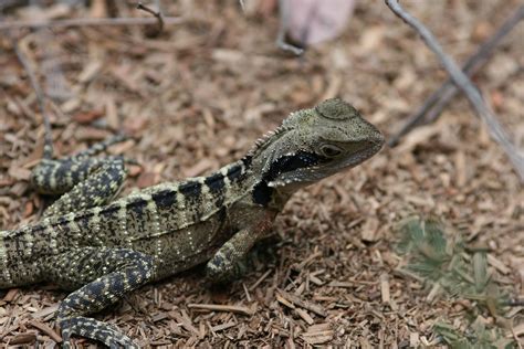 Eastern Dragon Lizard At Australian Reptile Park Gosford Nsw