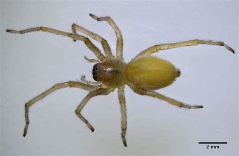 10 Most Dangerous Spiders Of North America North American Nature