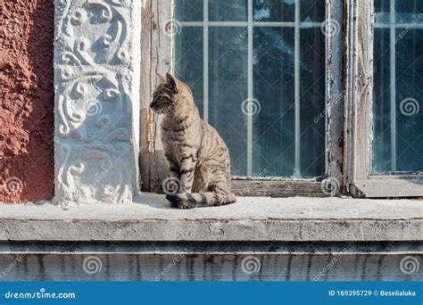 Stray Cat Sitting The Window Sill Stock Image Image Of Sitting