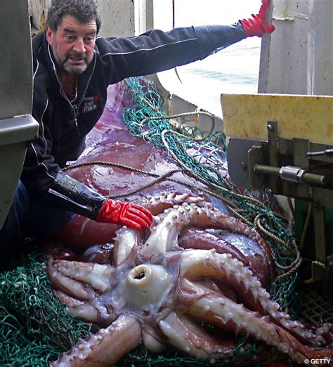 Calamari for 500: Scientists defrost giant squid with 10.8 inch eyes ...
