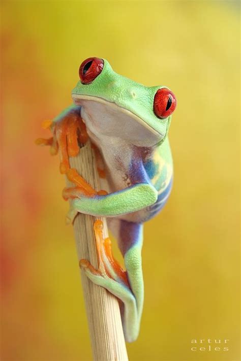 Pin By Ellen Bounds On My Mama Loved Frogs Frog Red Eyed Tree Frog