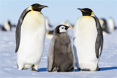 Disneynature penguins | in theatres april 17. Where to Adopt Penguins - Sponsor a Penguin