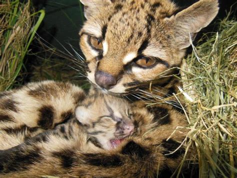 Rare Margay Cat Gives Birth To Healthy Kitten At Animal