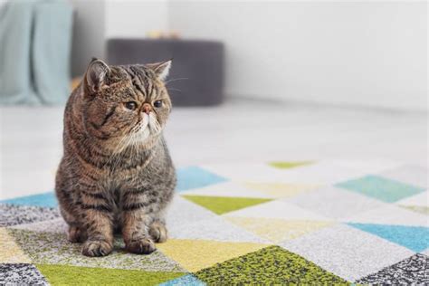 Cat Scooting Why It Happens And How To Stop It Great Pet Care