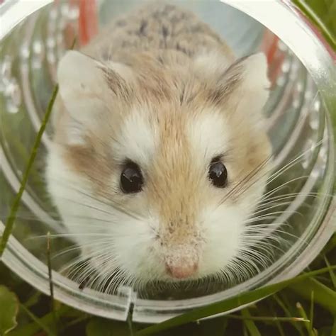 Roborovski Dwarf Hamster Facts And Care Tips Littlepuppy