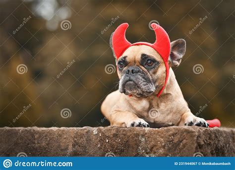 French Bulldog Dog Wearing Halloween Costume With Red Devil Horns And