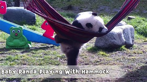 Baby Panda Playing With The Hammock Ipanda Youtube