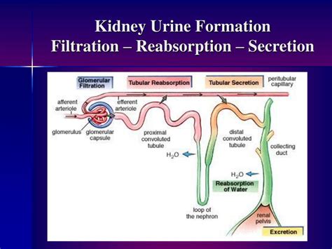 Ppt Overview Of The Urogenital System Urinary Division Powerpoint