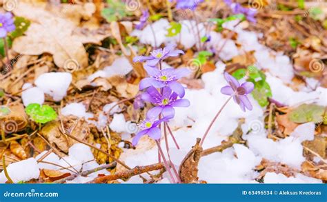 Spring Flowers And Melting Snow Time Lapse Stock Footage Video Of