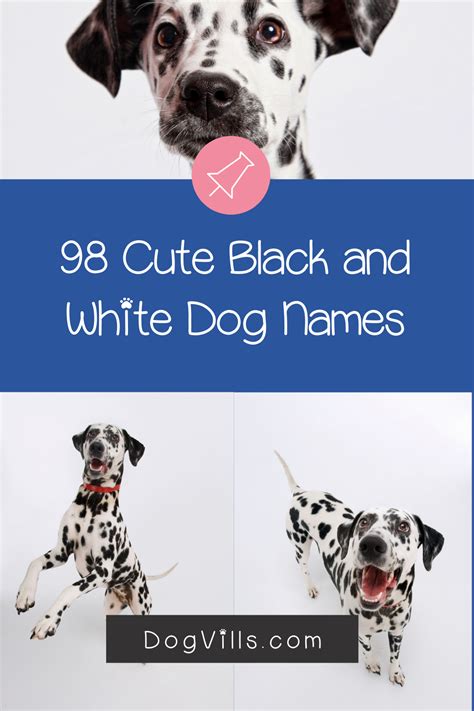 98 Amazing Black And White Dog Names Artofit