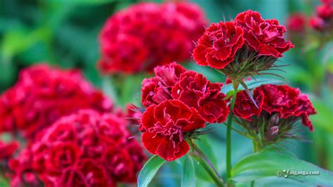 Awesome Garden Flowers Exclusive Hd Wallpapers Volganga