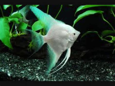 Top 15 freshwater aquarium fish. - YouTube