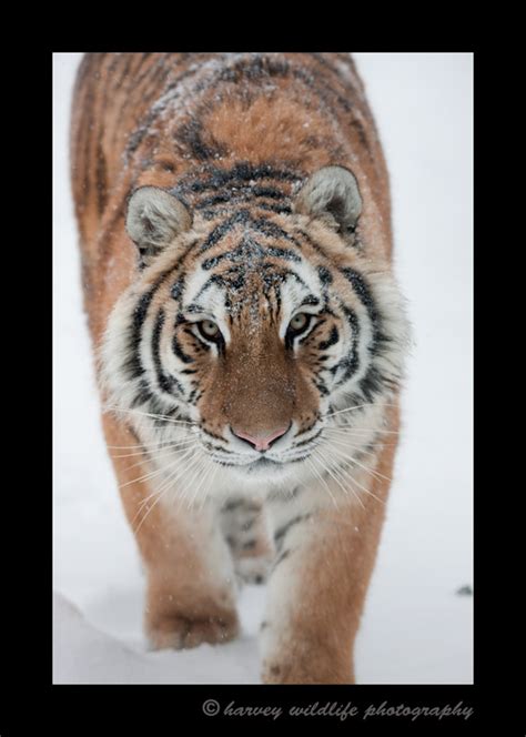 Taiga The Tiger Amur Tigers Asian Wildlife Harvey Wildlife Photography