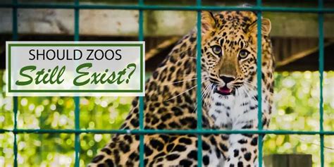 Should Zoos Still Exist Or Not The Arguments For And Against Zoos