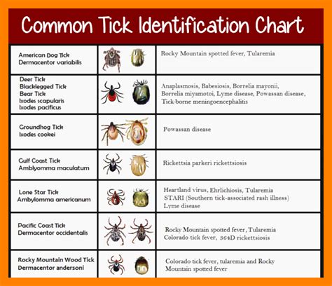 Printable Tick Identification Chart