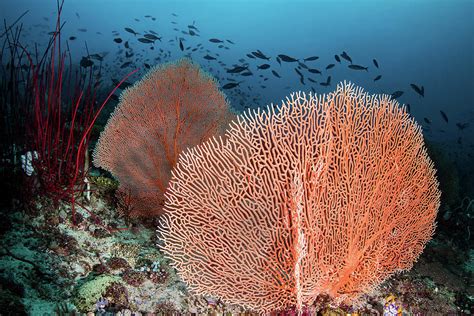 Sea Fans And Fish On A Coral Reef Raja Photograph By Brook Peterson