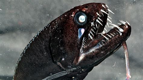 How Fish May See Color In The Deep Oceans Darkness The New York Times