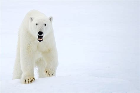 Polar Bears Are The Worlds Largest Bear With Males Weighing Up To
