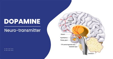 Dopamine And Its Functions