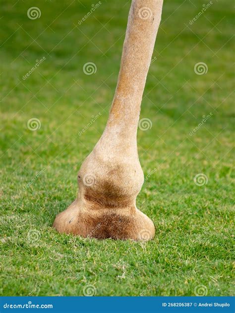 Camel S Foot On Green Grass Stock Image Image Of Cloven Hoof 268206387
