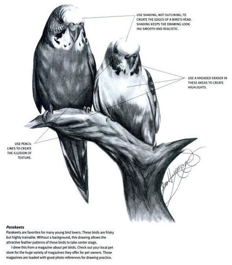Highlight the images and apply the necessary coloration. How to draw realistic birds, by Lee Hammond | Drawings, Animal drawings, Bird drawings