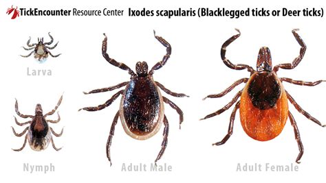 Tickencounter Resource Center Tick Identification Ixodes Scapularis