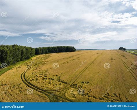Plantations Of Wheat Fields Illuminated By Sunlight Stock Photo Image