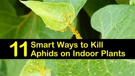 11 Smart Ways To Kill Aphids On Indoor Plants Aphids Get Rid Of