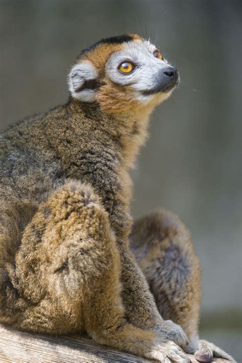 Crowned Lemur Looking Upwards Cute Animals Animals Beautiful
