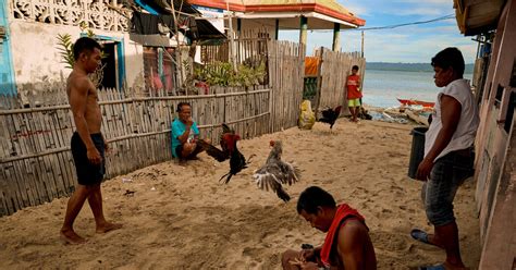Rooster Kills Officer Christian Bolok In Police Raid In Philippines