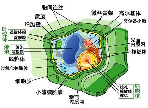 Maybe you would like to learn more about one of these? File:Plant cell structure pdf-zh-cn Chinese.pdf - The Work ...