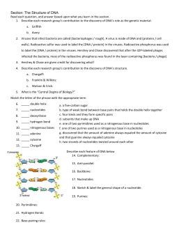 What are the four basic units of dna? Protein Synthesis Webquest