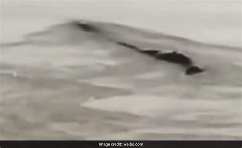 Viral Mysterious 65 Foot Monster Spotted In River Turns Out To Be