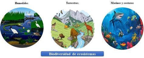 La Biodiversidad Que Es Importancia Tipos